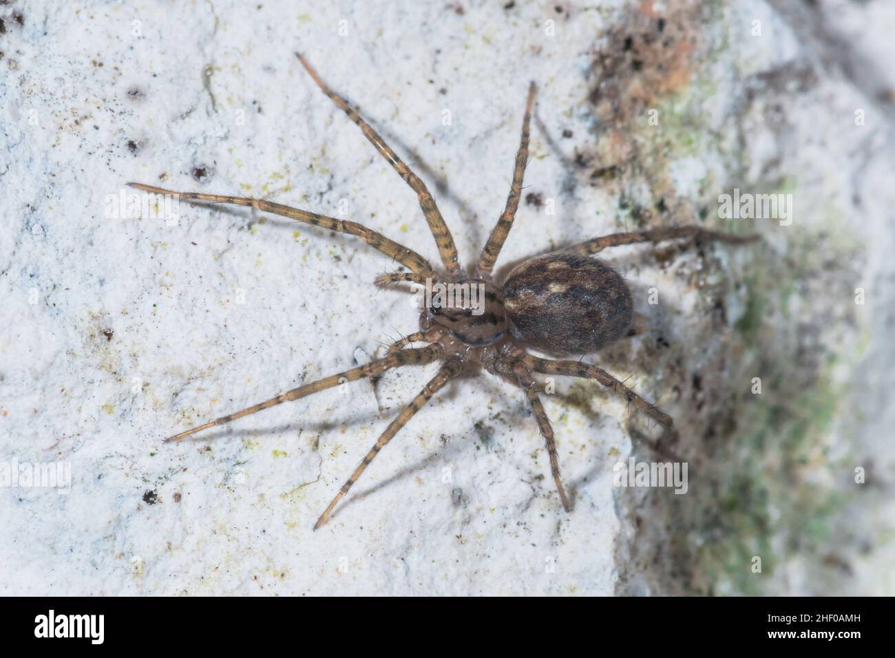 Casa di legno femminile Spider Tegenaria (Malthonica) silvestris, Agelenidae. Sussex, Regno Unito Foto Stock
