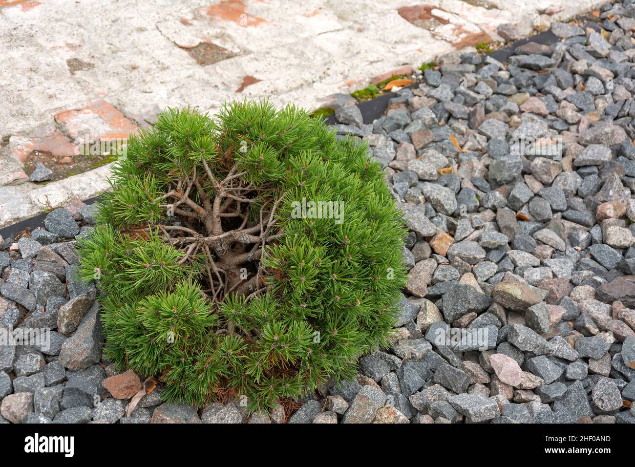 Piante conifere ornamentali tra le pietre accanto al sentiero Foto Stock