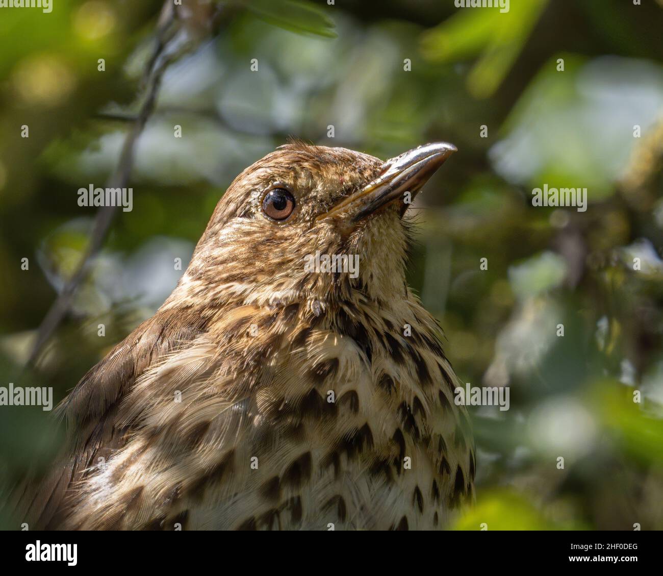 Una canzone Thrush (Turdus philomelos) nella Riserva Naturale delle Farmington a Sutton, Londra. Foto Stock