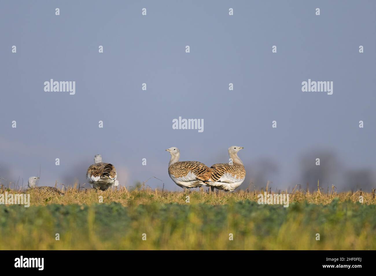 Grandi bustar (Otis tarda) su un campo, giorno di sole in inverno Austria Foto Stock