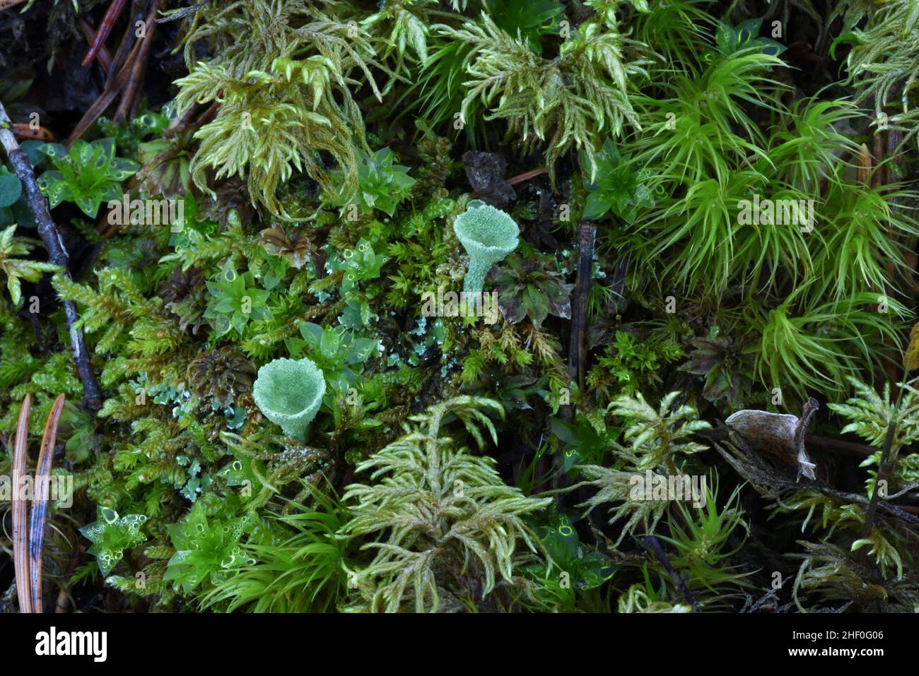 Cladonia asahinae o Green Pixie Cup Lichen aka Asahina's Cup Lichen crescere tra Moss sul Forest Floor Foto Stock