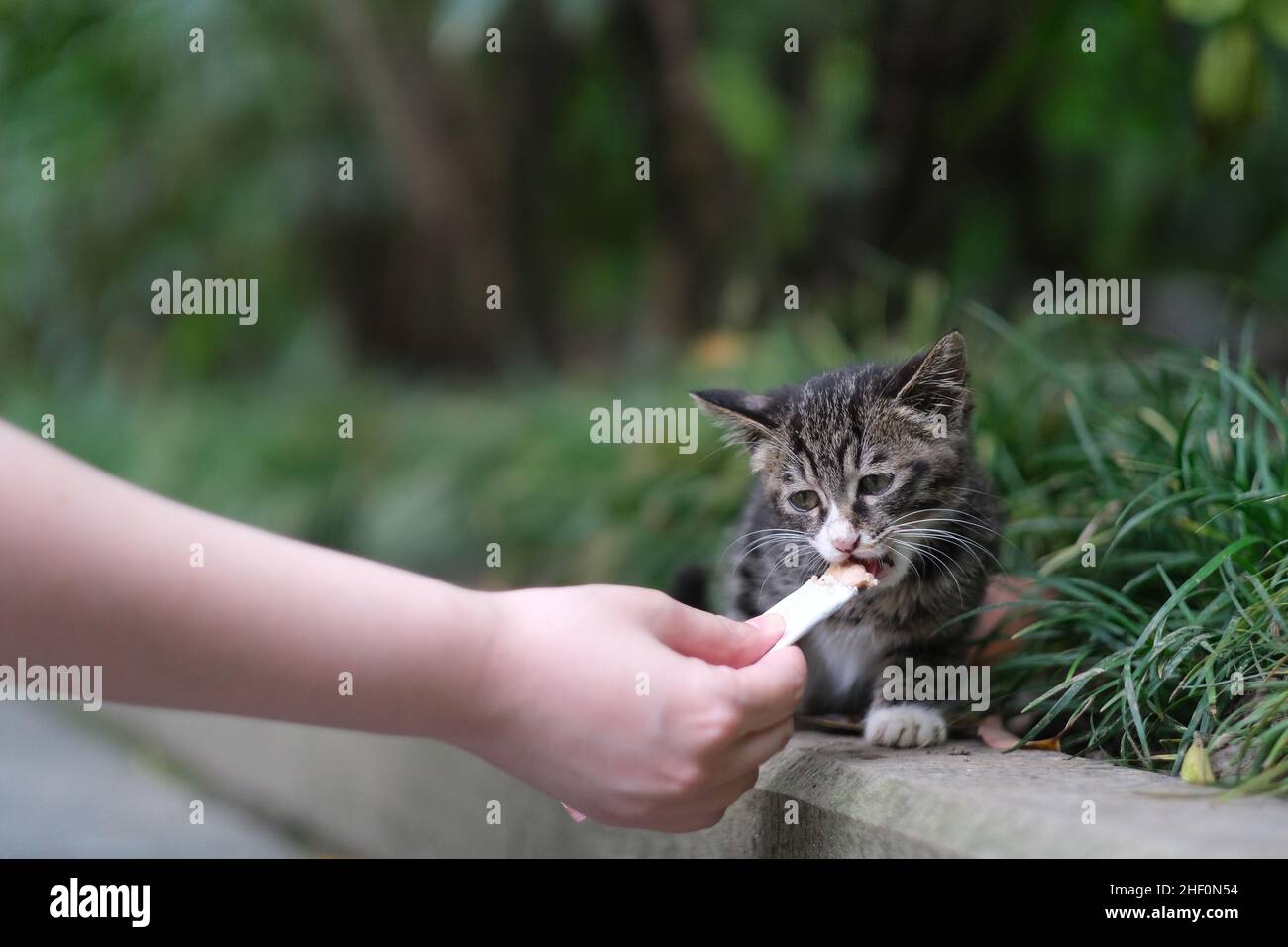 primo piano dare da mangiare al gatto selvatico piccolo nel parco naturale Foto Stock