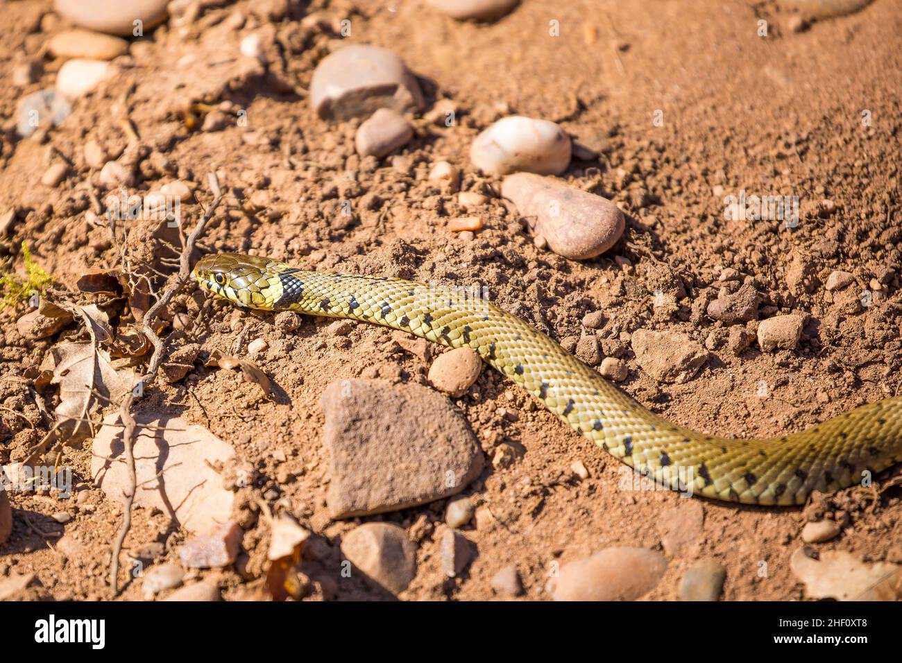 Primo piano di un serpente selvatico d'erba del Regno Unito (Natrix natrix) che si crogiola nel calore del caldo sole primaverile nel suo habitat naturale delle brughiere. Foto Stock