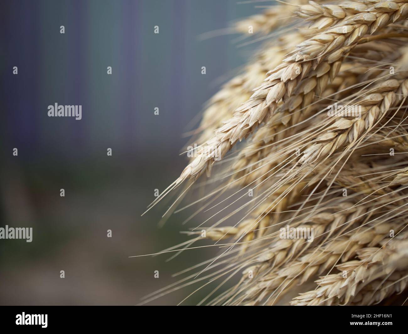 Spighe di grano maturo prese in primo piano. Spazio per il testo. Foto Stock