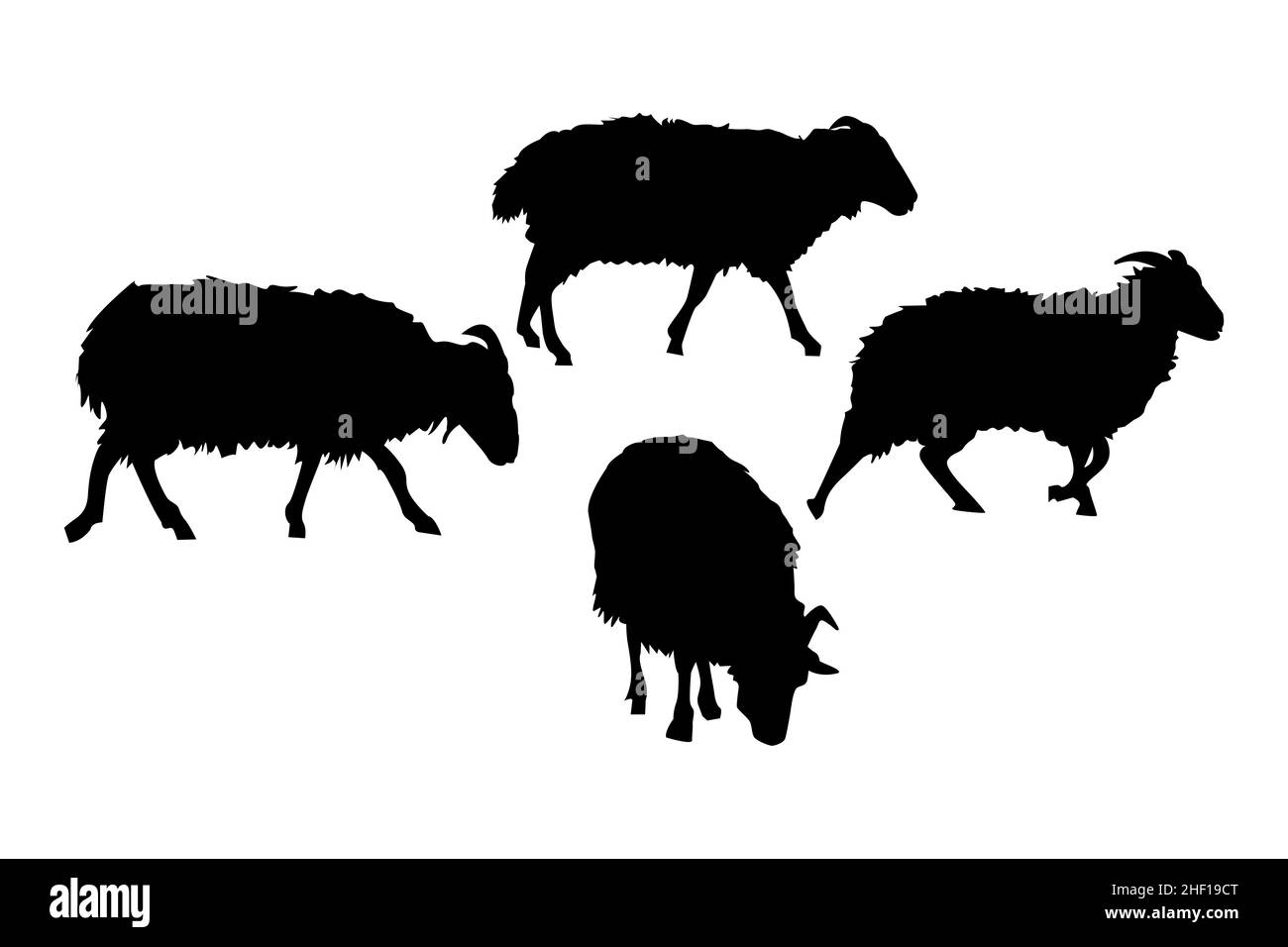 Le silhouette delle pecore sono isolate su sfondo bianco. Animali da fattoria. Allevamento di animali e allevamento di ovini. Modello con logo di macelleria o negozio di carne. Vettore Illustrazione Vettoriale