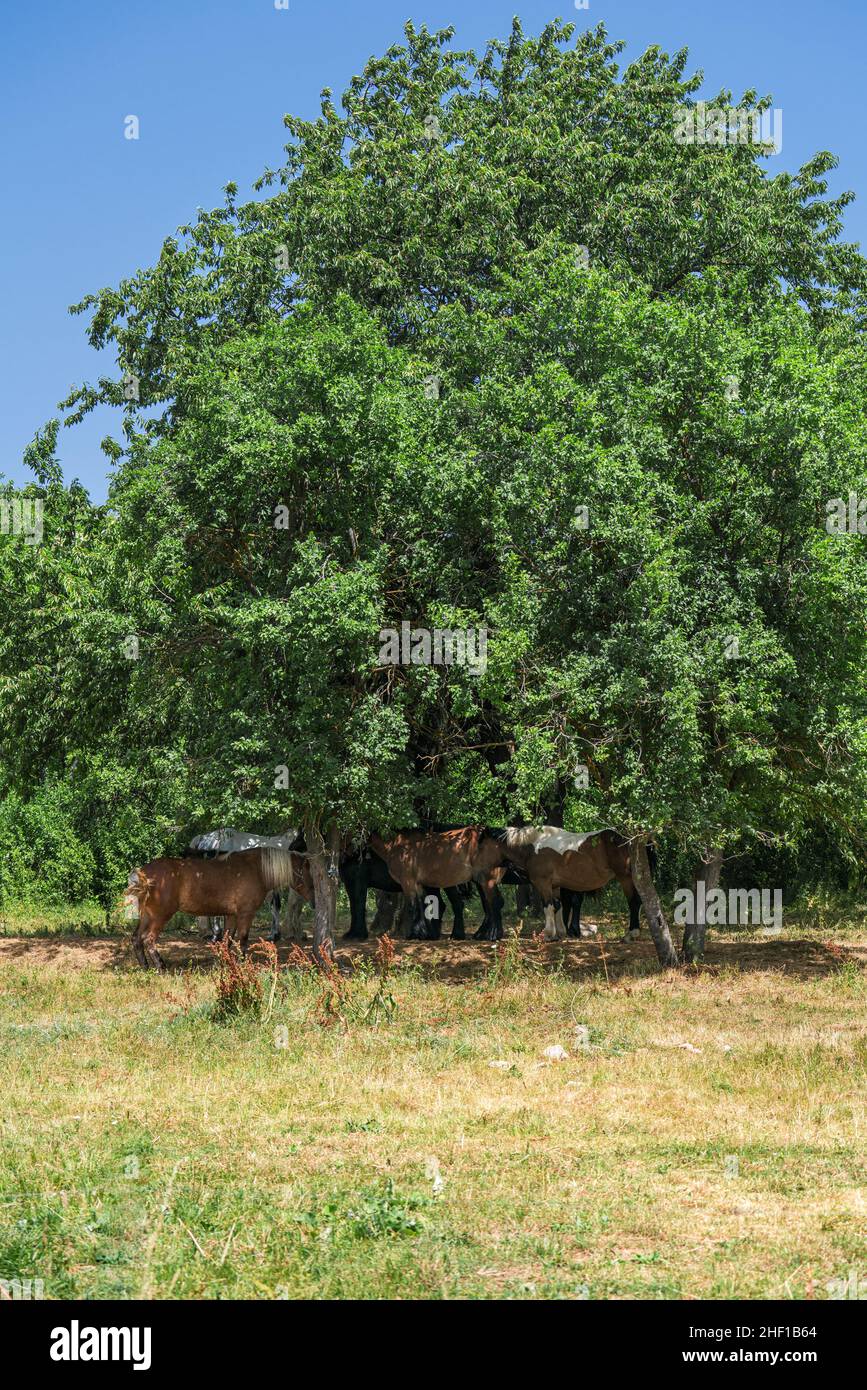 I cavalli cercano ombra sotto un albero al sole di mezzogiorno. Una scena estiva. Foto Stock