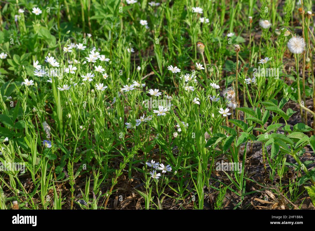 Stellaria nemorum (Stellaria nemorum) in campagna Park-like (prato in legno) Foto Stock