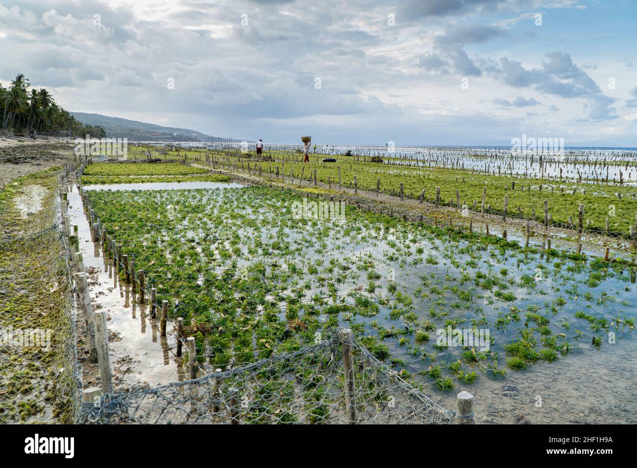 Nusa Penida, Bali-settembre 04 2021: Un agricoltore di alghe marine a Nusa Penida Bali sta raccogliendo le sue gabbie di alghe in un pomeriggio nuvoloso. L'erba è diventata la principale comun Foto Stock
