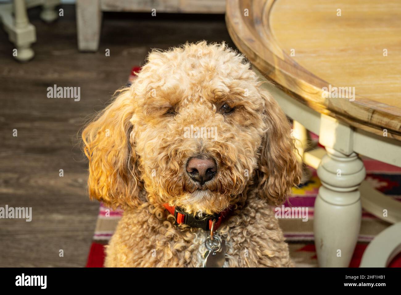 L'australiano Labradoodle è un mix tra Labrador Retriever, Poodle e Cocker Spaniel. Foto Stock