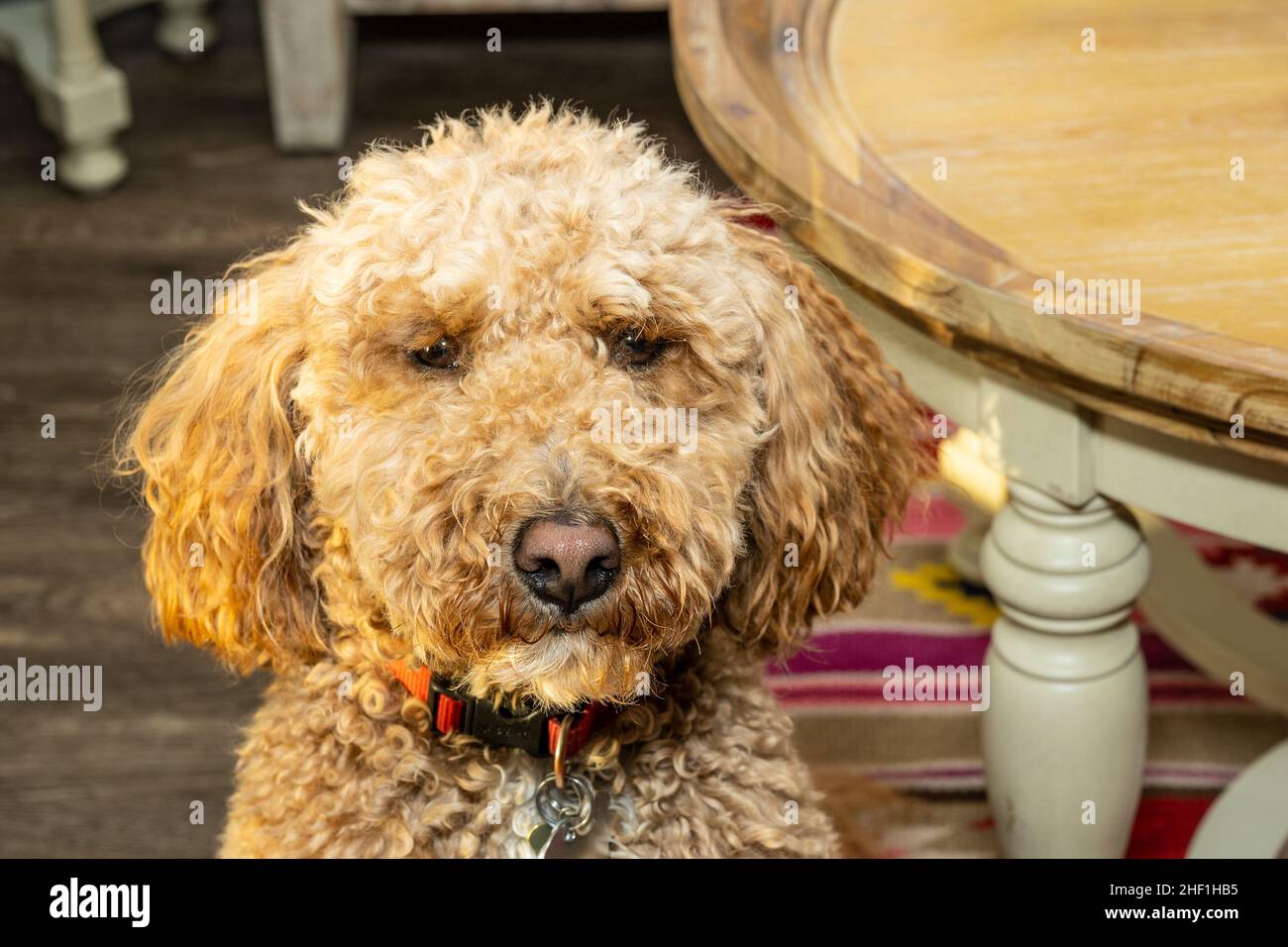 L'australiano Labradoodle è un mix tra Labrador Retriever, Poodle e Cocker Spaniel. Foto Stock