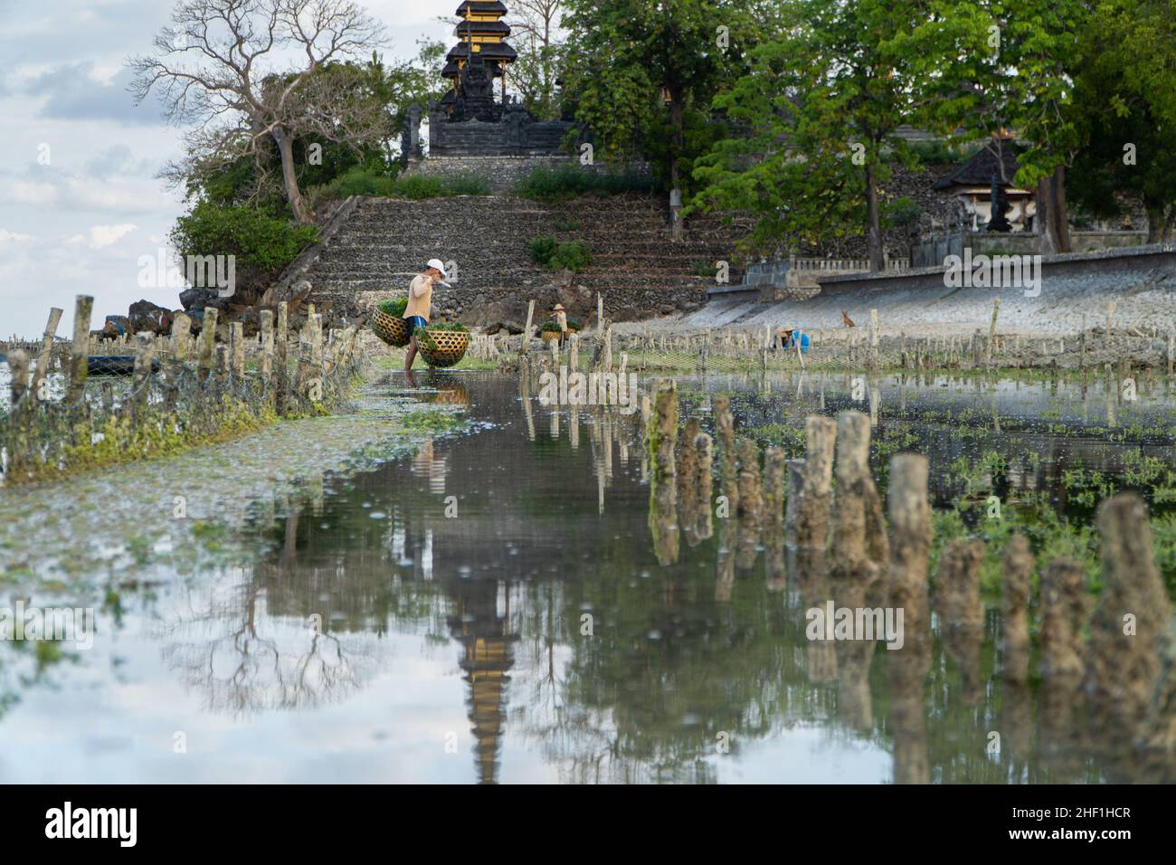 Nusa Penida, Bali-settembre 04 2021: Un agricoltore di alghe marine a Nusa Penida Bali sta raccogliendo le sue gabbie di alghe in un pomeriggio nuvoloso. L'erba è diventata la principale comun Foto Stock