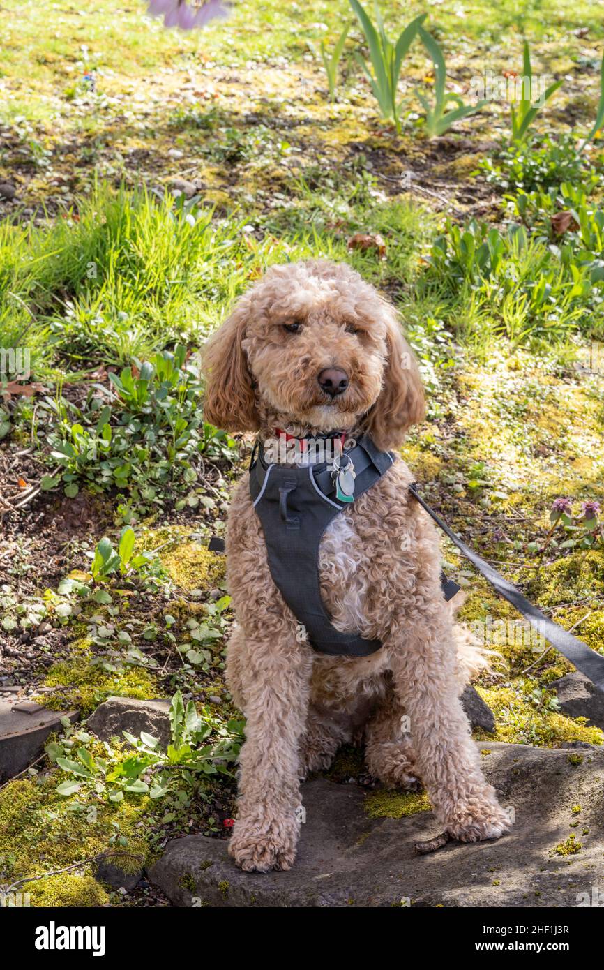 L'australiano Labradoodle è un mix tra Labrador Retriever, Poodle e Cocker Spaniel. Foto Stock