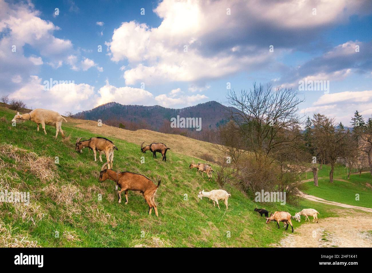 Mandria di capre che pascola sul prato. Foto Stock