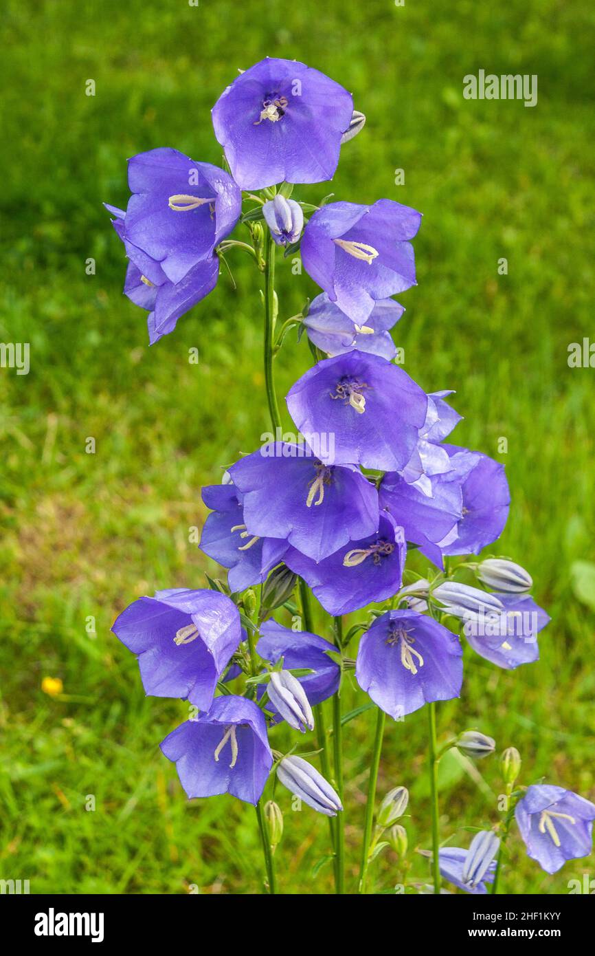 Il campanula fiori con il nome comune campanola fiore. Foto Stock