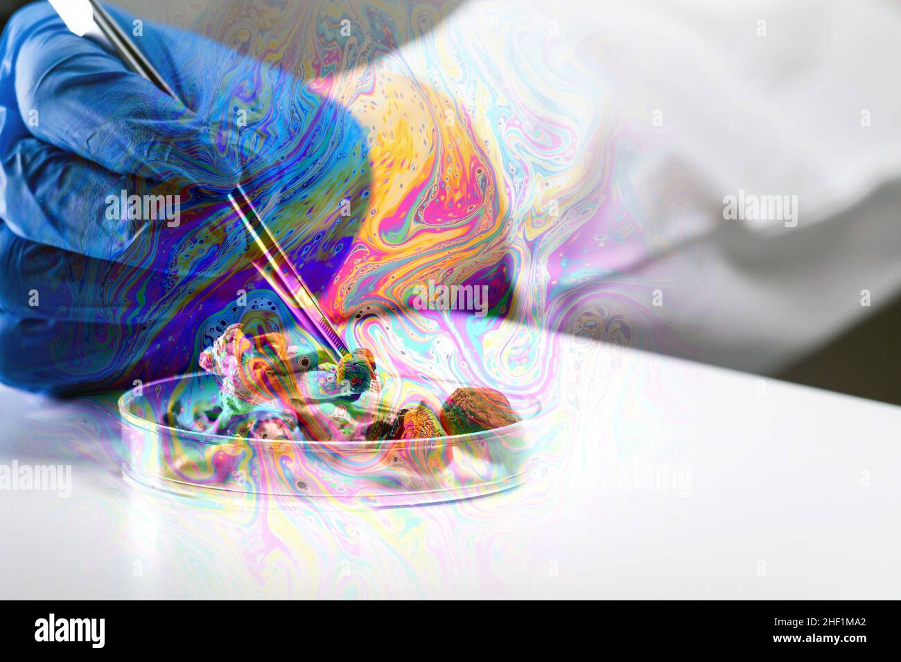 Scienziato con pinzette mette in laboratorio funghi magici dai colori psichedelici in una piastra Petri. Foto Stock
