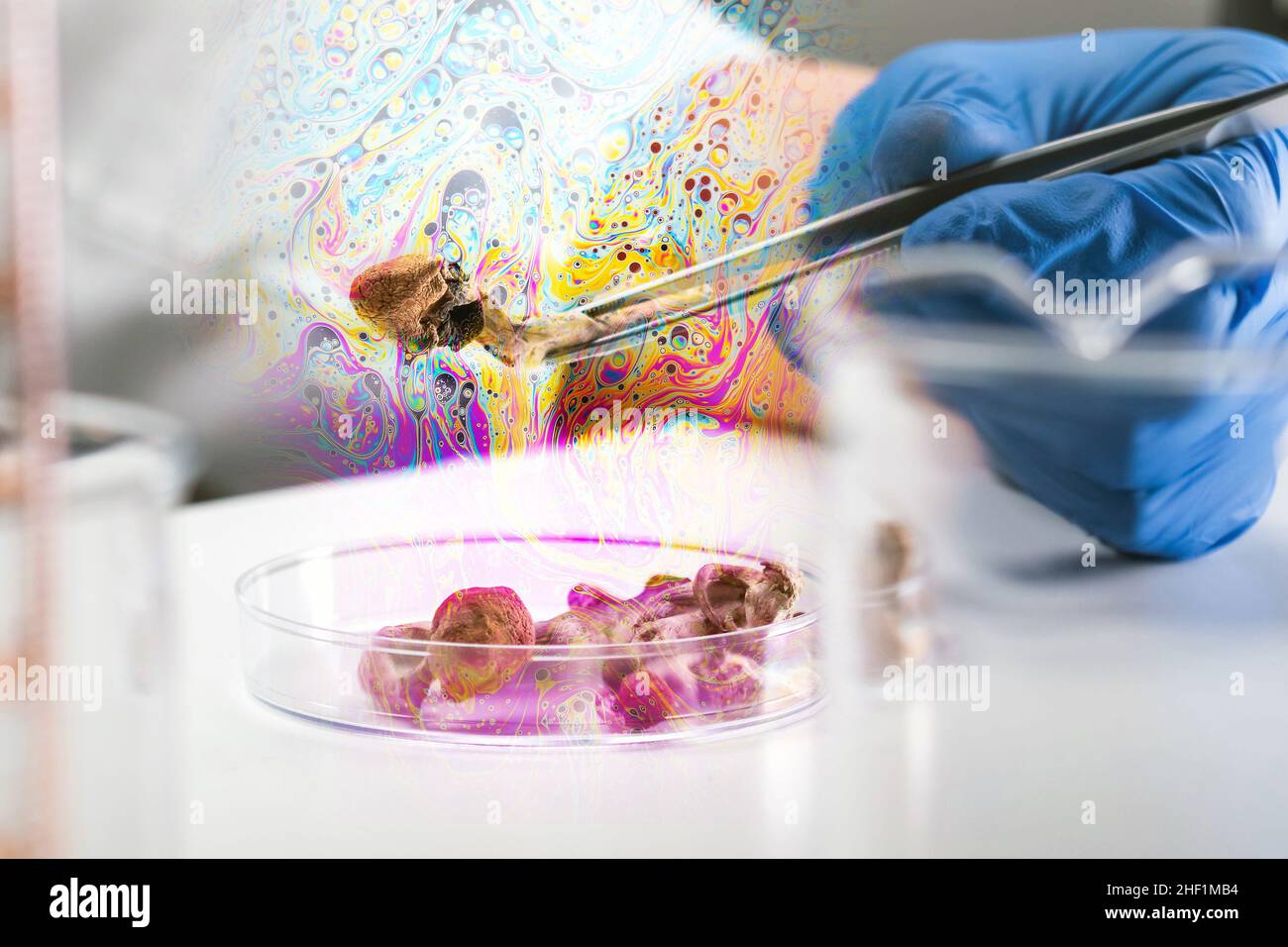 Funghi magici con colori psichedelici in laboratorio. Psilocibin scienza e ricerca. Persona che esamina i funghi. Foto Stock