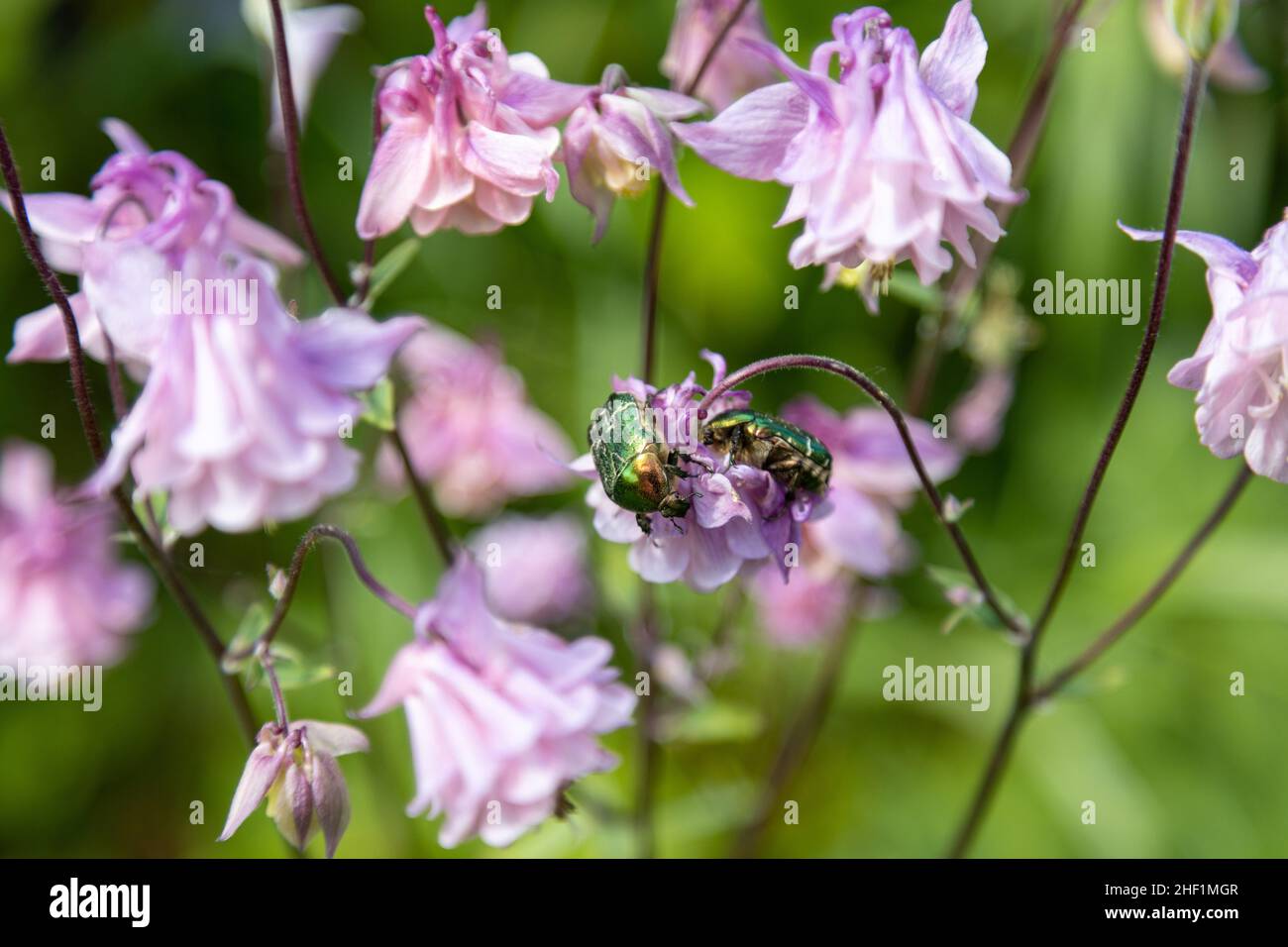 Due meravigliosi scarafaggi dorati della rosa foraggero su fiori rosa Foto Stock