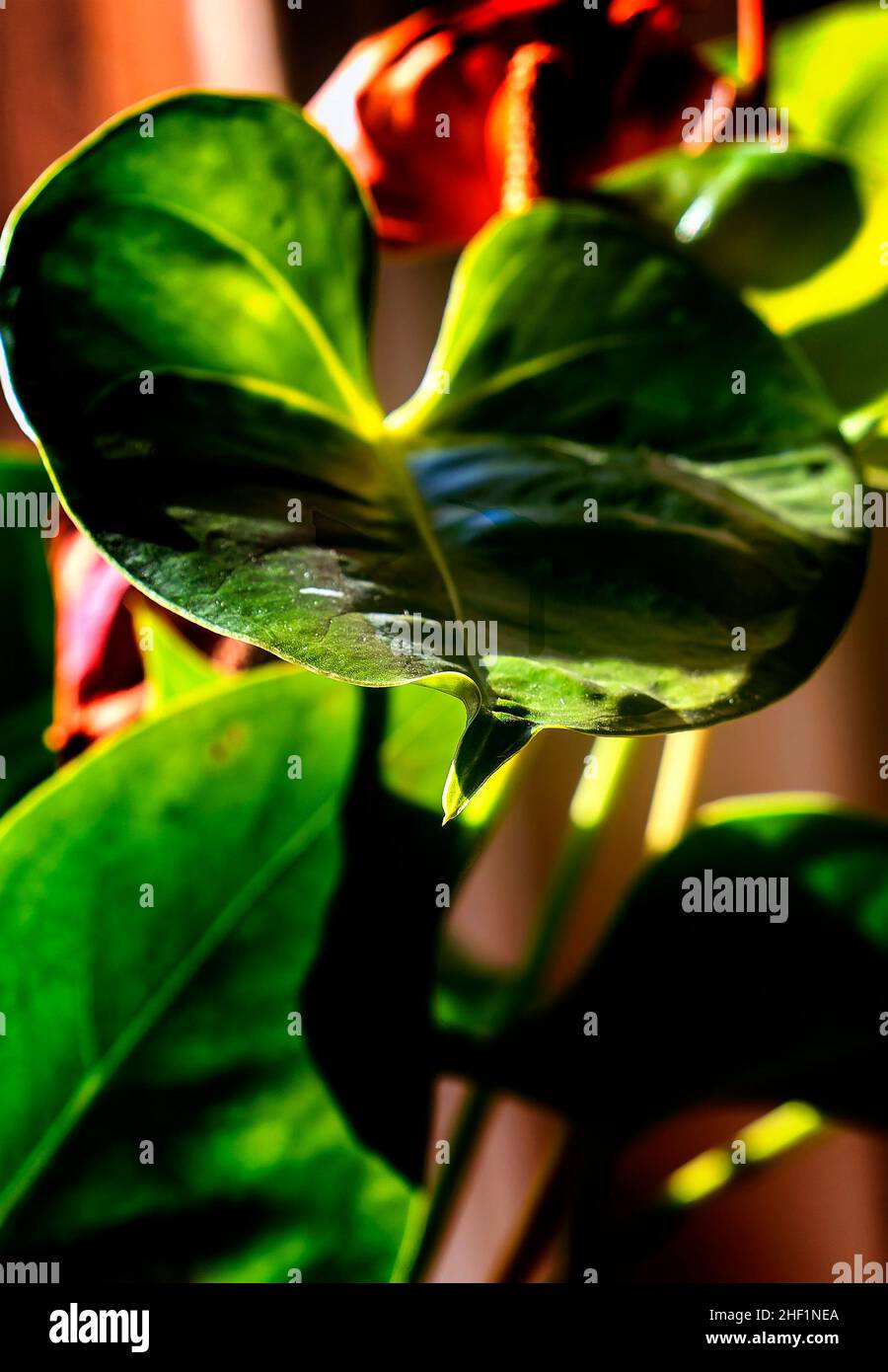 Piante interne incandescenti con luce attraverso la finestra Foto Stock