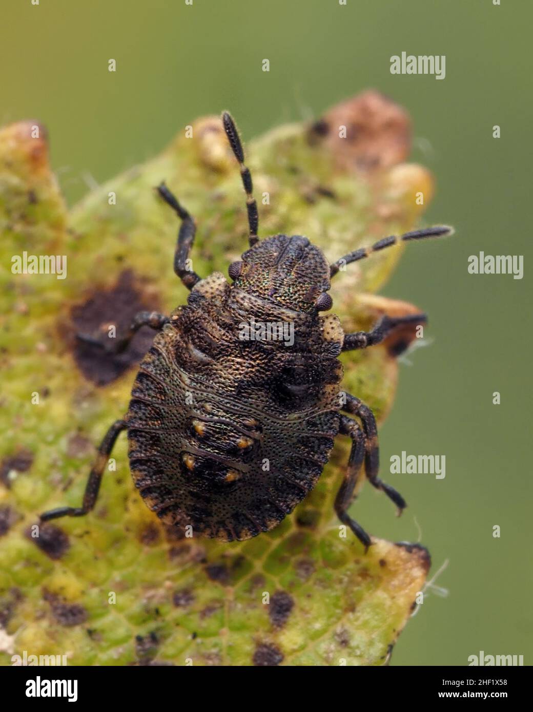 Foresta Shieldbug istar precoce ninfa (pentatoma rufipes) su foglia di biancospino. Tipperary, Irlanda Foto Stock