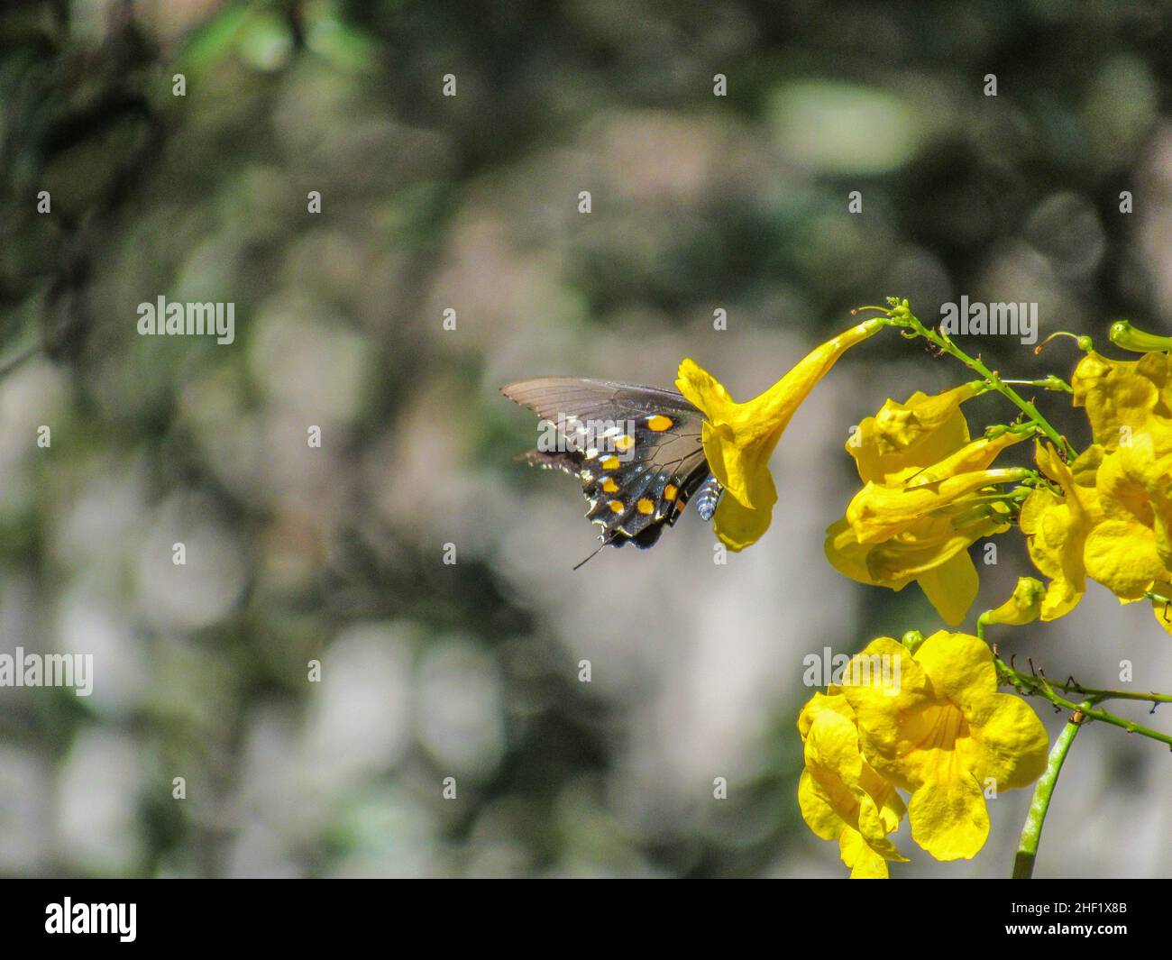 Farfalla di coda di rondine nera ottenere nettare da una Gold Star Esperanza Foto Stock