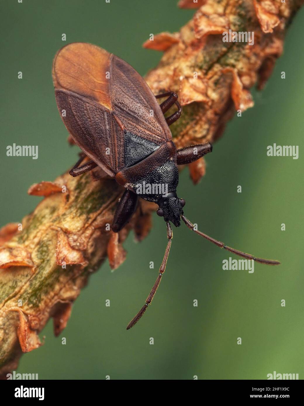 Bug cono pino (Gastrodes grossipes) su ramoscello di larice. Tipperary, Irlanda Foto Stock