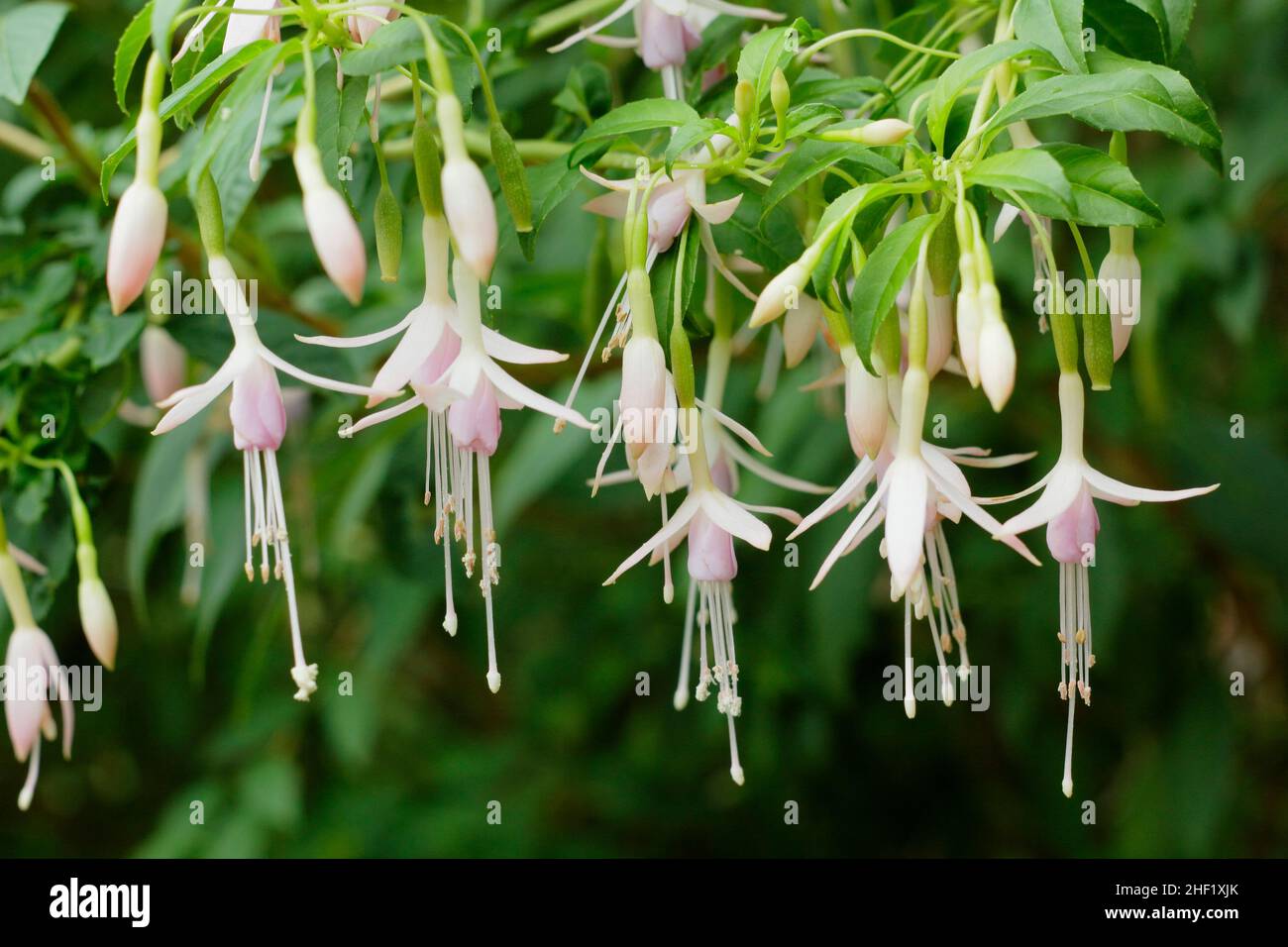 Fuchsia magellanica var. Molinae 'Alba' - fiori di fucsia di colore fucsia di colore bianco da maida. REGNO UNITO Foto Stock