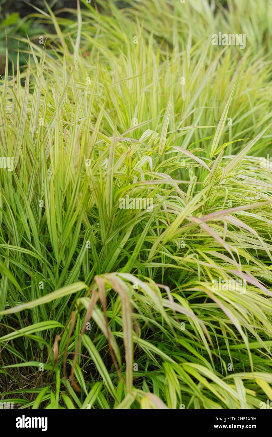 Hakonechloa macra 'Aureola'. Erba di Hakone in un bordo del giardino d'autunno. REGNO UNITO Foto Stock