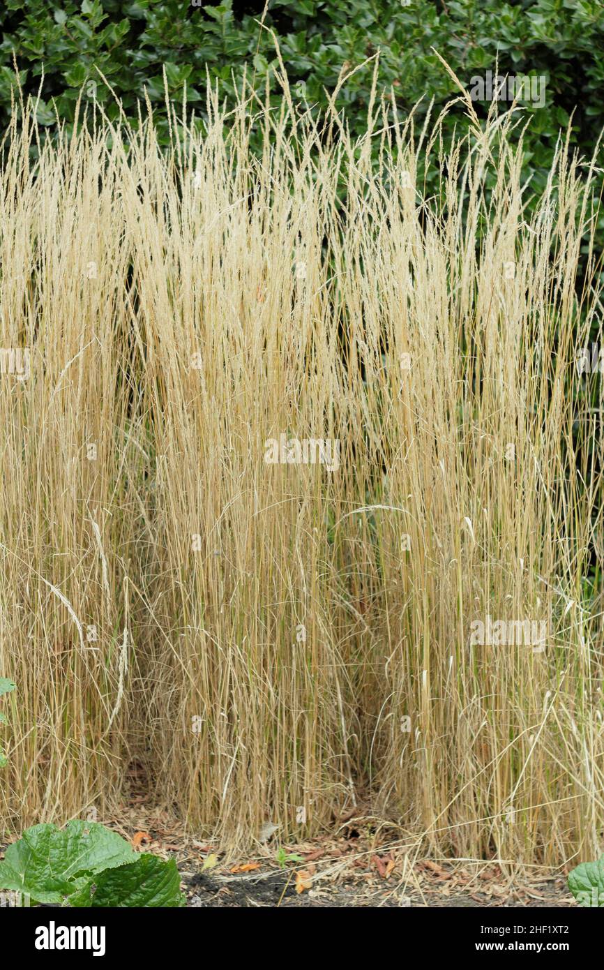 Calamagrostis x acutiflora 'Overdam' erba ornamentale. REGNO UNITO Foto Stock