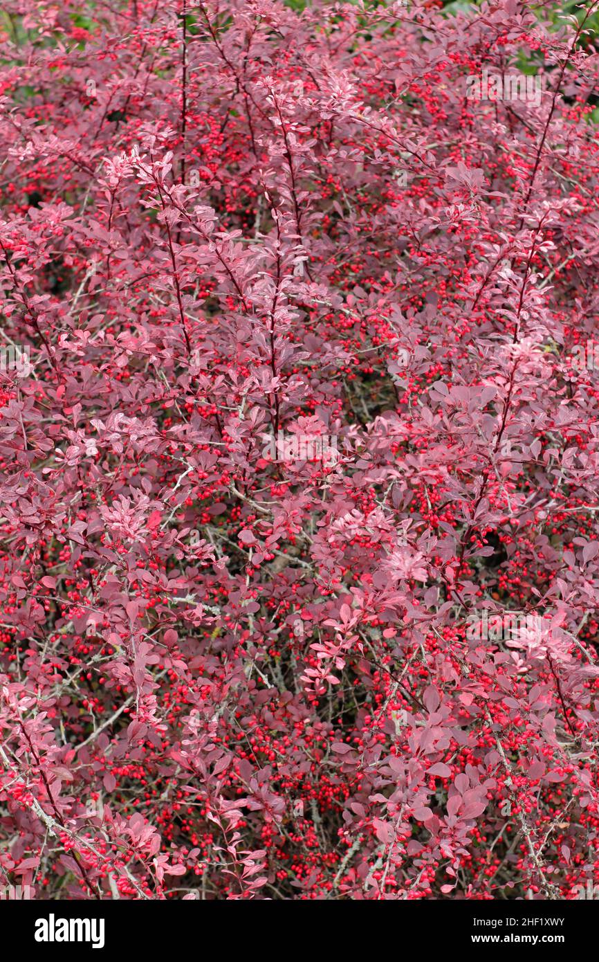 Berberis 'Rosy Glow' in autunno. Bacche e foglie autunnali di Berberis thunbergii atropurpurea 'Rose Glow'. Chiamato anche Barberry giapponese, Regno Unito Foto Stock