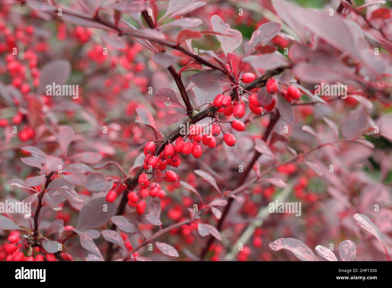 Berberis 'Rosy Glow' in autunno. Bacche e foglie autunnali di Berberis thunbergii atropurpurea 'Rose Glow'. Chiamato anche Barberry giapponese, Regno Unito Foto Stock