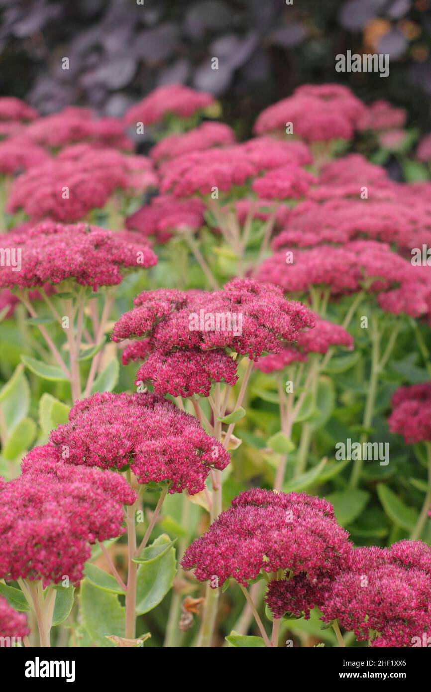 Sedum e fumo cespuglio drammatico bordo giardino in autunno. Sedum Autumn Joy e Cotinus coggygria Royal Purple.UK Foto Stock