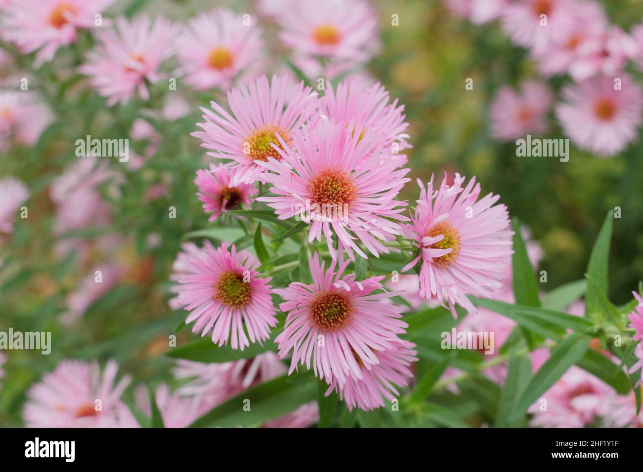 Aster 'Harrington's Pink'. Symphyotrichum novae-angliae 'Harrington's Pink New England astro fiore. REGNO UNITO Foto Stock