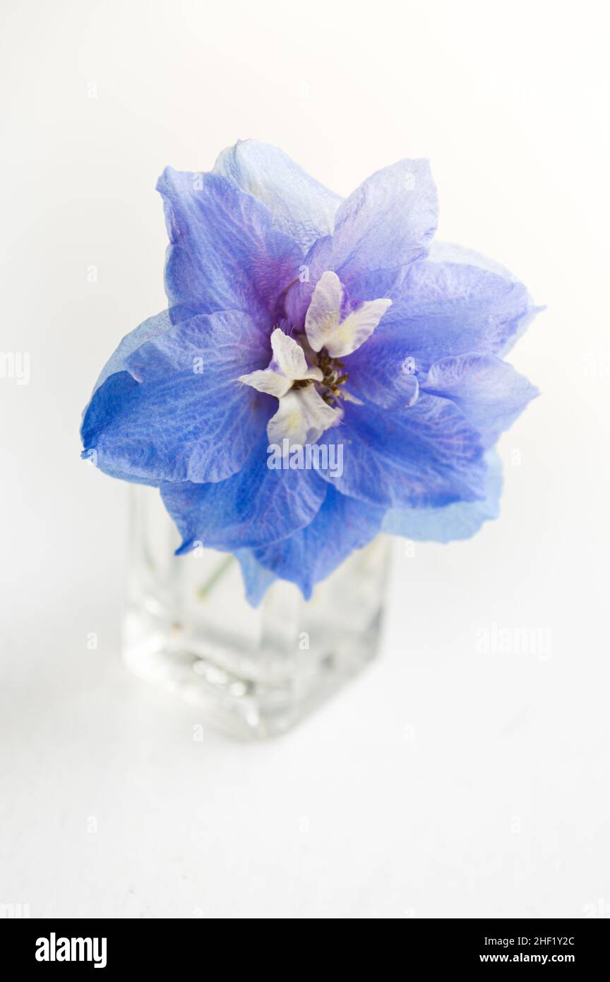 Vista dall'alto di un delphinium blu in un piccolo vaso di vetro su sfondo bianco Foto Stock