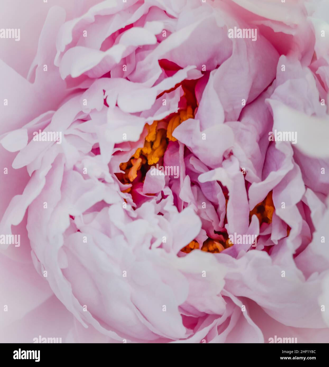 Morbida Peonia rosa con Stamen giallo in mostra Foto Stock