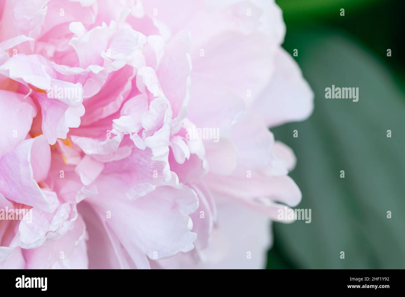 Peony rosa a sinistra della cornice con foglie verdi sullo sfondo Foto Stock