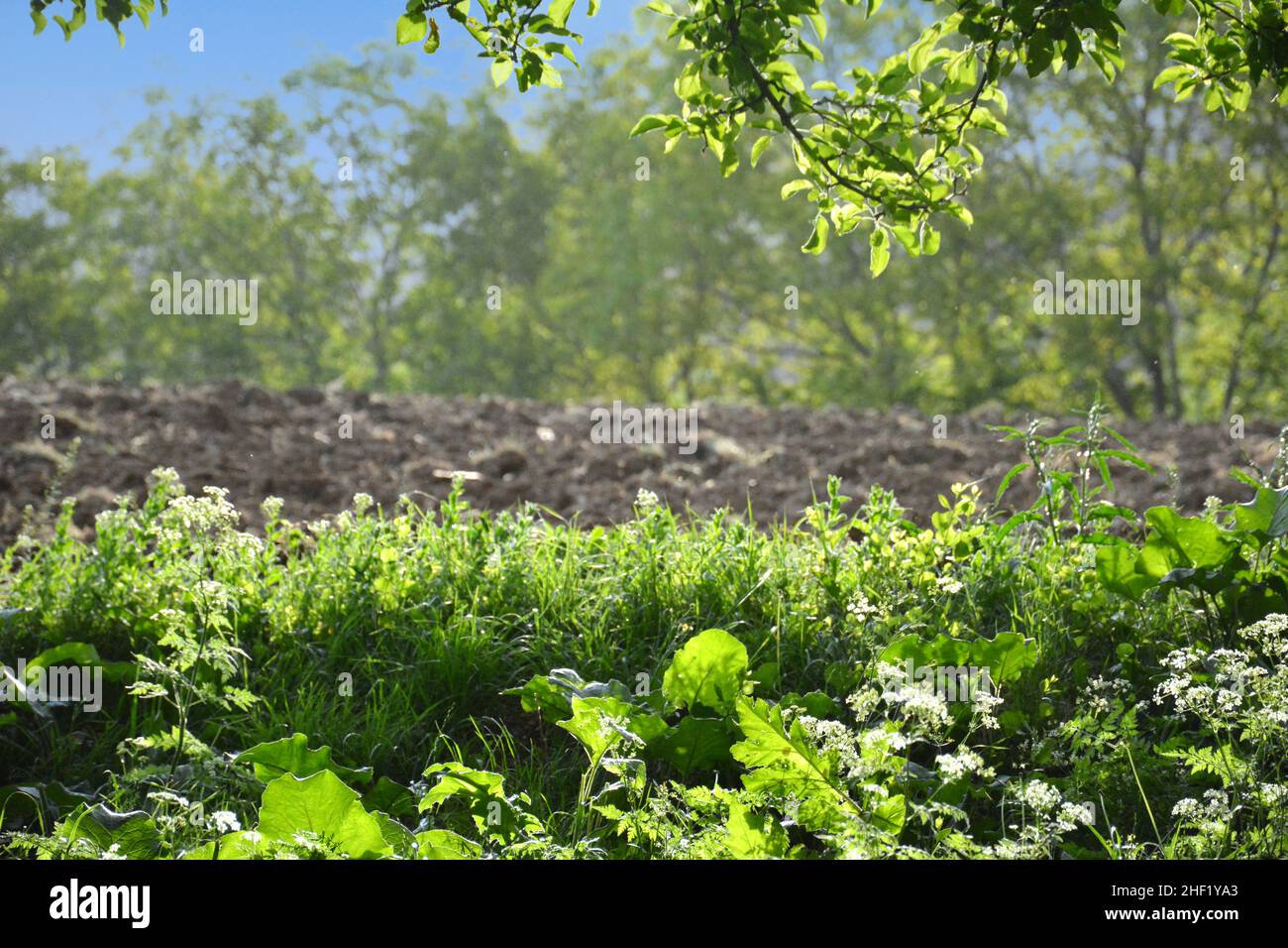 piante verdi e terreno coltivato. Foto Stock