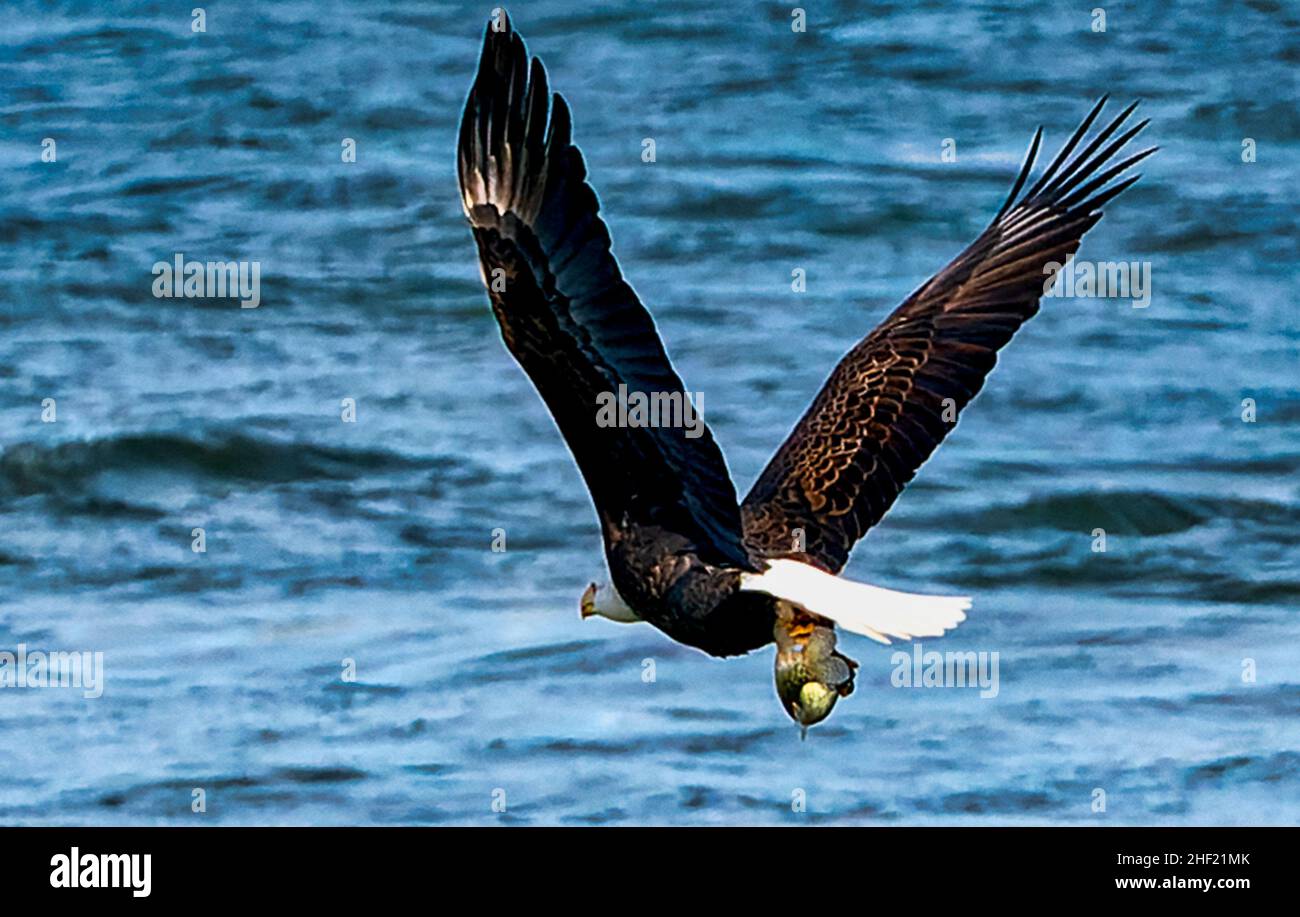 Aquila calva che vola vicino all'acqua con un pesce nei suoi talloni Foto Stock