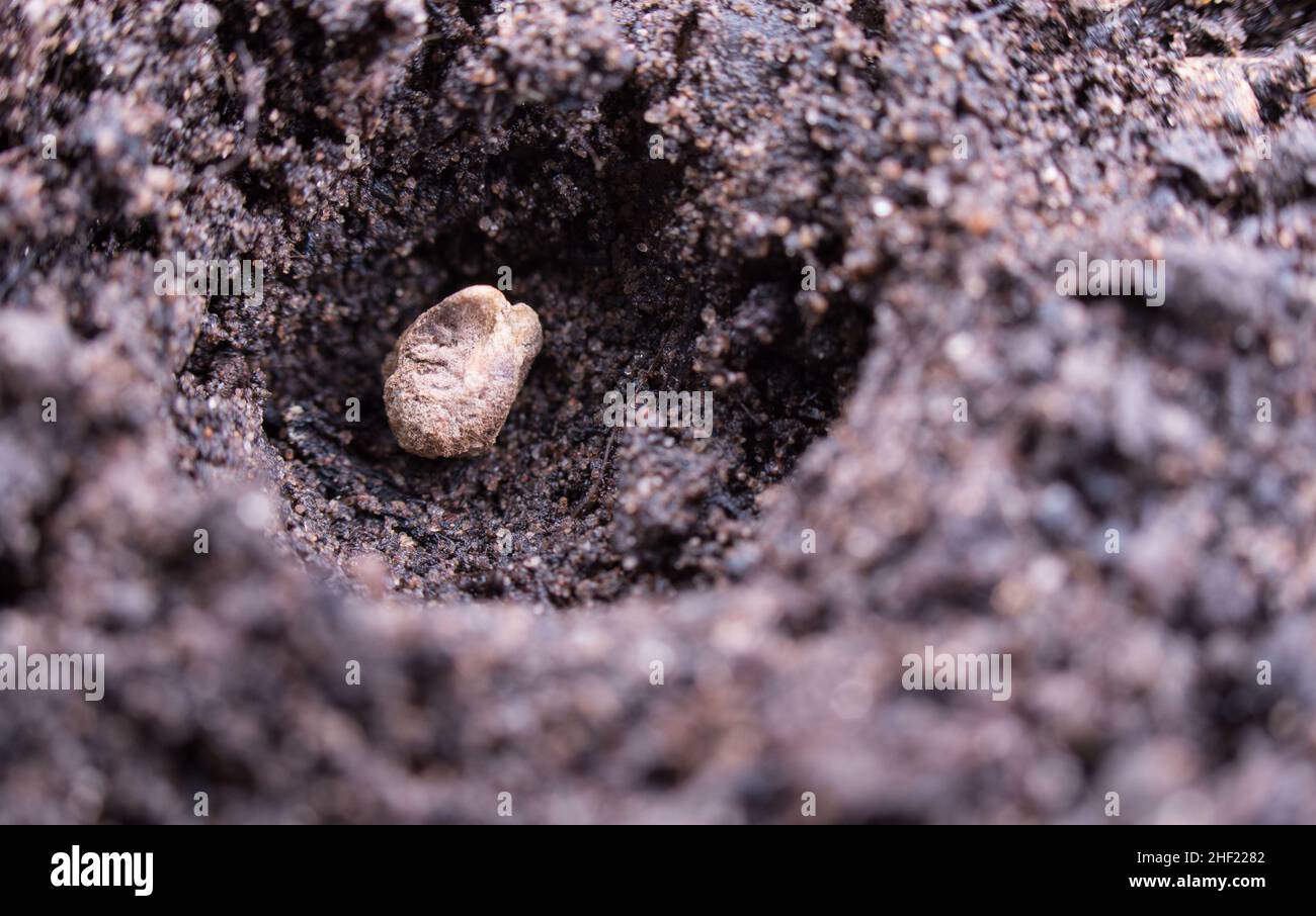 Seme singolo di spinaci seminato nel suolo Foto Stock