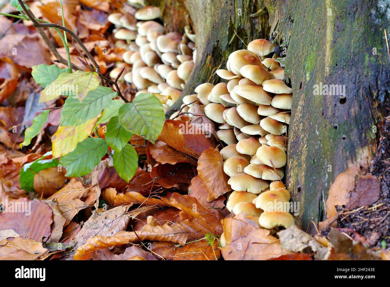 In cluster o woodlover Hypholoma fasciculare nella foresta di autunno Foto Stock