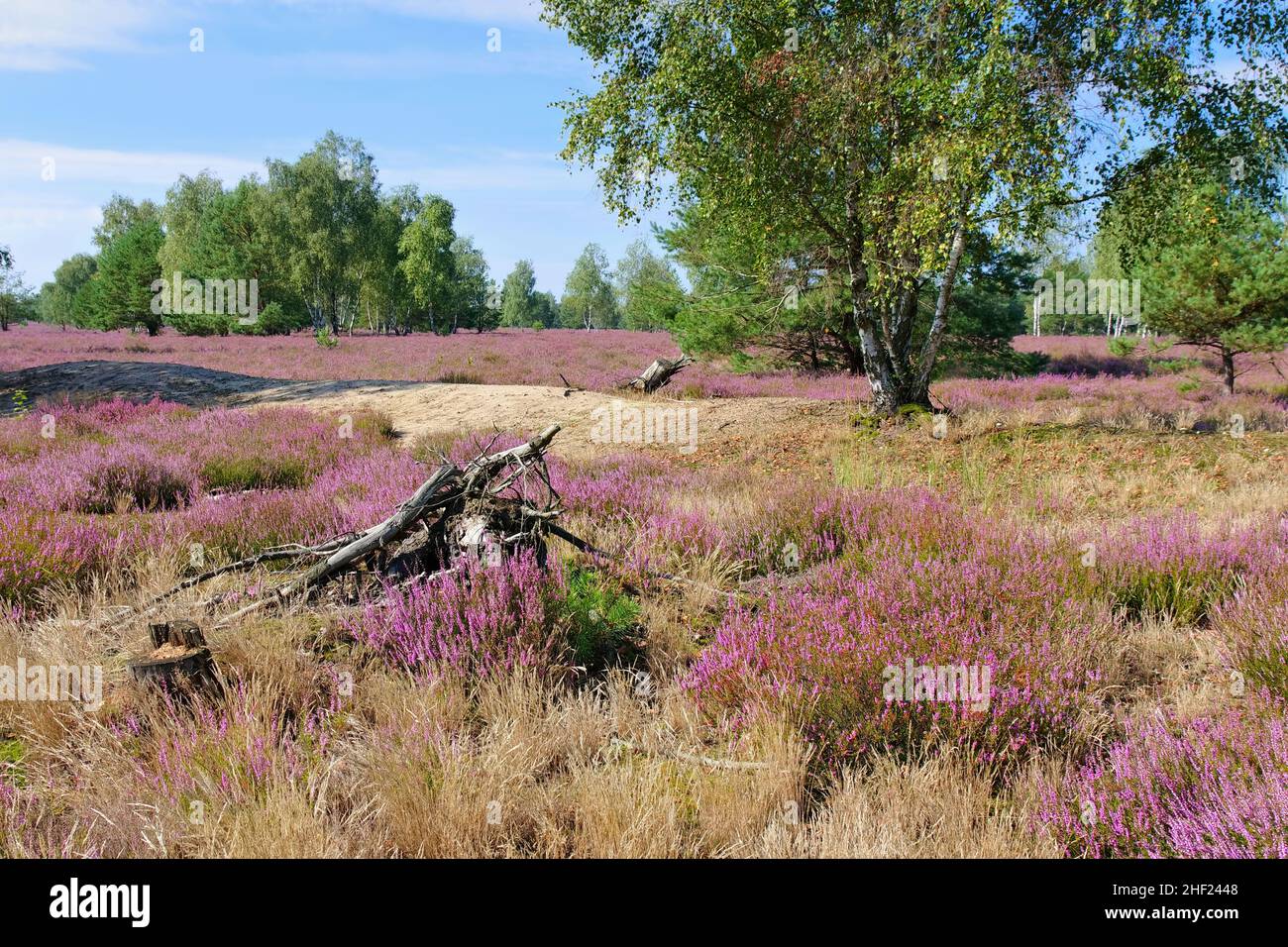 Paesaggio di Heath con Heather fiorito, Calluna vulgaris e sentiero escursionistico Foto Stock