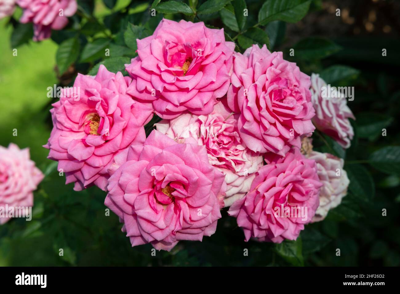 Grappolo di rose rosa brillante coltivato naturalmente in parchi e giardini per scopi ornamentali, sia come arbusti fioriti o rampicante piante fragranti Foto Stock