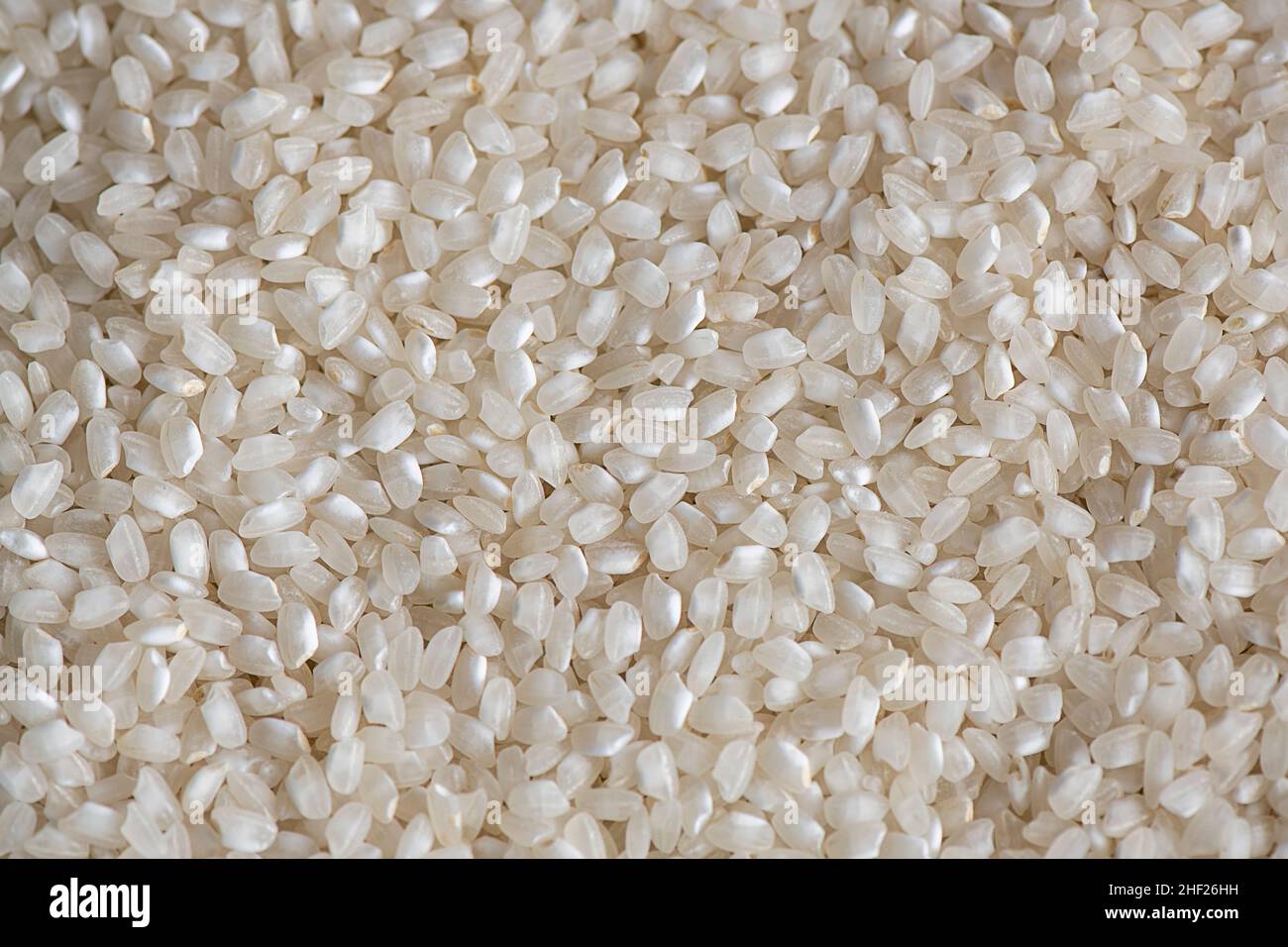 Piccolo e rotondo riso bianco a grani corti posato piatto, secco e fresco cereali popolari, alimenti di base per oltre la metà della popolazione mondiale Foto Stock