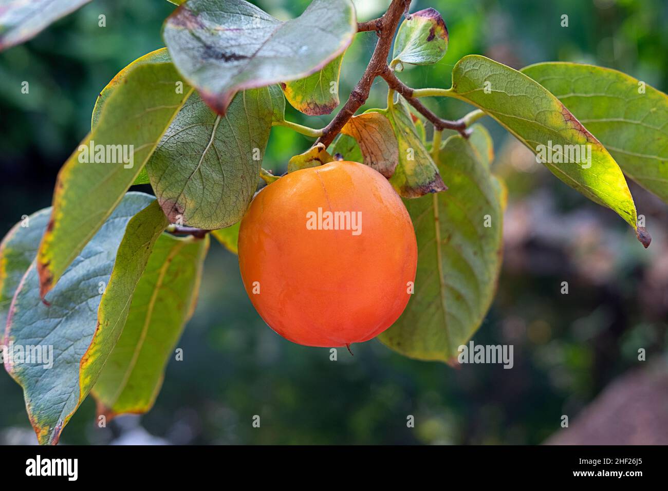 Diospyros kaki o persimmon albero, particolare di brunch con un frutto maturo e ceroso, deliziosi prodotti tropicali consumati freschi, secchi o cotti Foto Stock