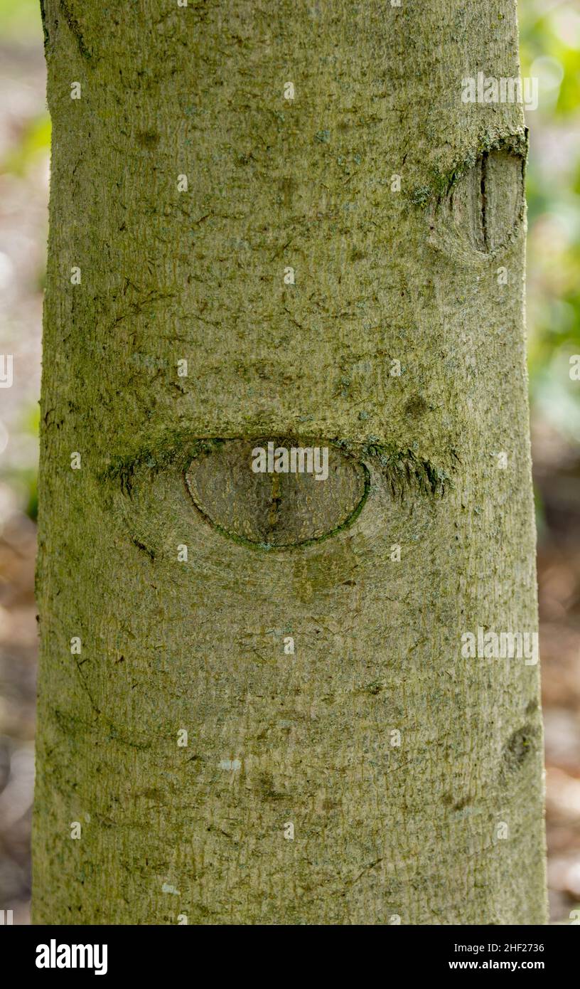Misteriosi occhi apparenti in un tronco d'albero. Suggerimento del 'uomo Verde'. Foto Stock