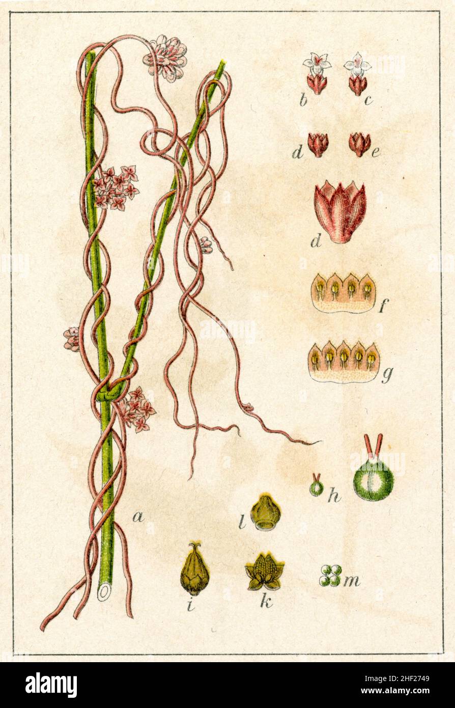 Maggiore timone Cuscuta europaea, (libro di botanica, 1903), Nesselseide Foto Stock