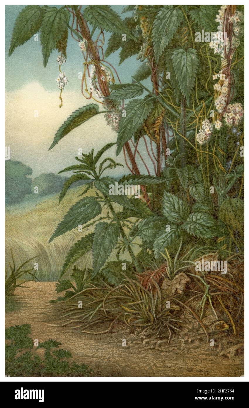 Grande timone Cuscuta europaea, Seelos (libro di botanica, 1888), Seide, Nessel- , Teufelszwirn Foto Stock