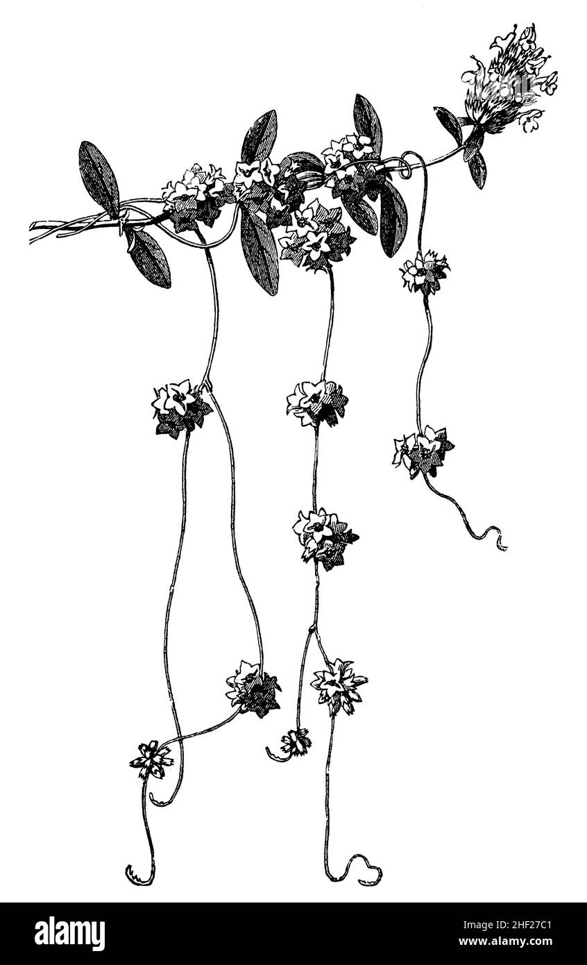 Dodder maggiore, Cuscuta europaea, Anonym (libro di botanica, 1884), Seide, Nessel- , Cuscute d'Europe Foto Stock