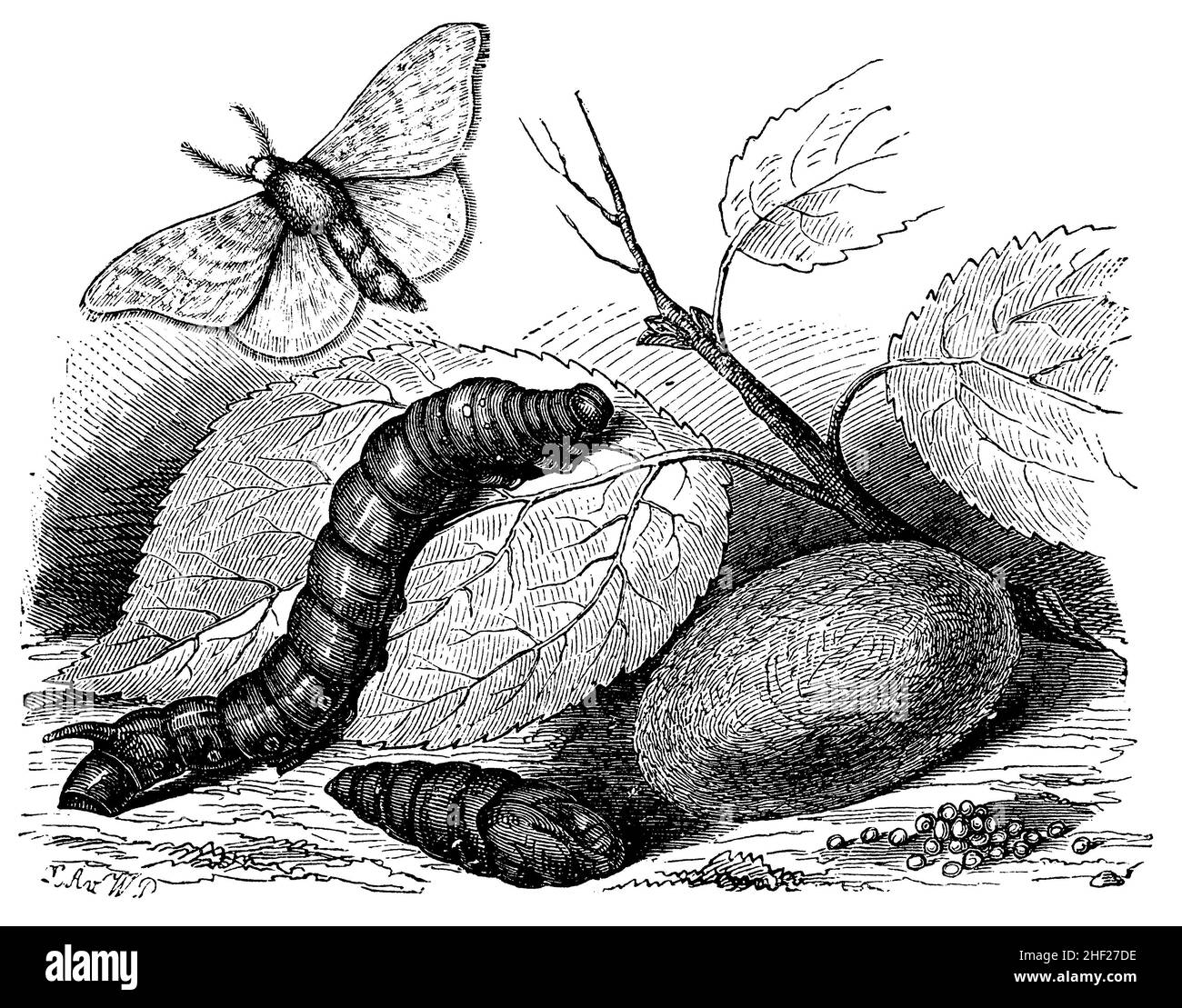 Seta, Bombyx mori, W.P.? (Libro di storia naturale, 1886), Seidenspinner, mit Raupe, Puppe und Kokon, Bombyx du Mûrier Foto Stock
