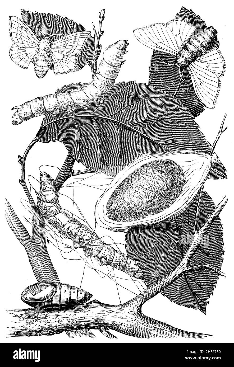 Falce di seta, Bombyx mori, anonym (libro zoologico, 1873), Maulbeerspinner: Ausgewachsene Tiere, Seidenraupe und Puppe, Bombyx du Mûrier Foto Stock