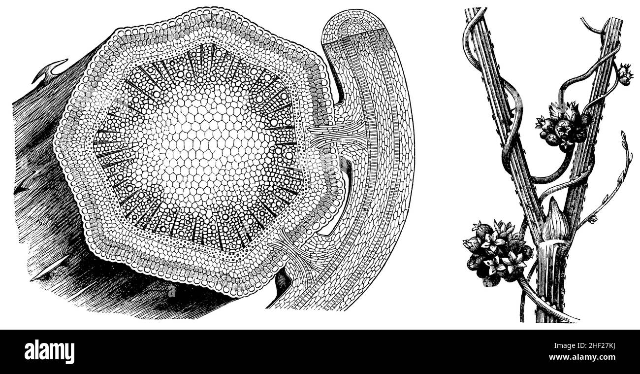 Grande timone, Cuscuta europaea, (libro di botanica, 1888), Seide, Nessel- auf Hopfen schmarotzend. Links: Durchschnitt, Cuscute d'Europe Foto Stock